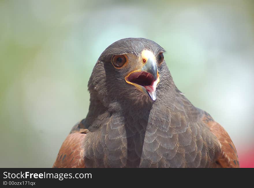 Photo of a beautiful harris hawk.