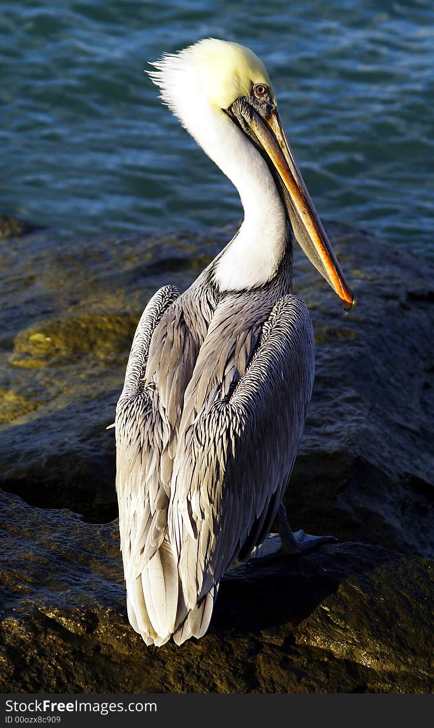 Pelican