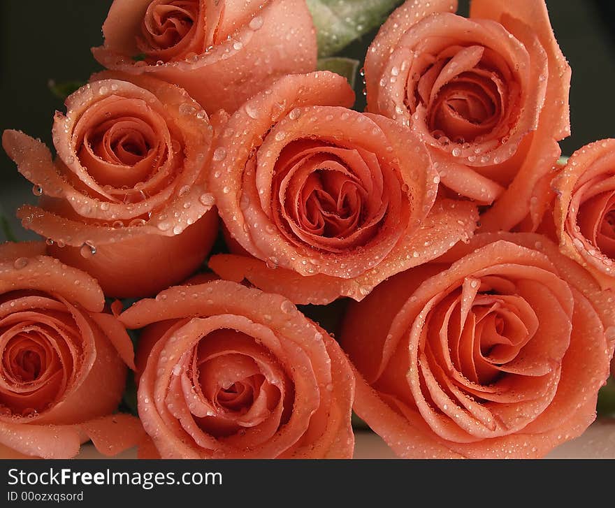 Coral roses dripping wet waiting to be given away. Coral roses dripping wet waiting to be given away