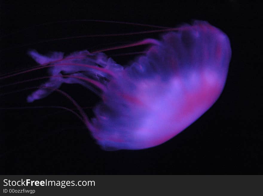 A jellyfish taken at the local aquarium.