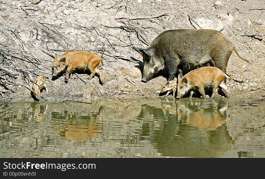 Wild Boar ( Sus scrofa ). Russia, Voronezh area.