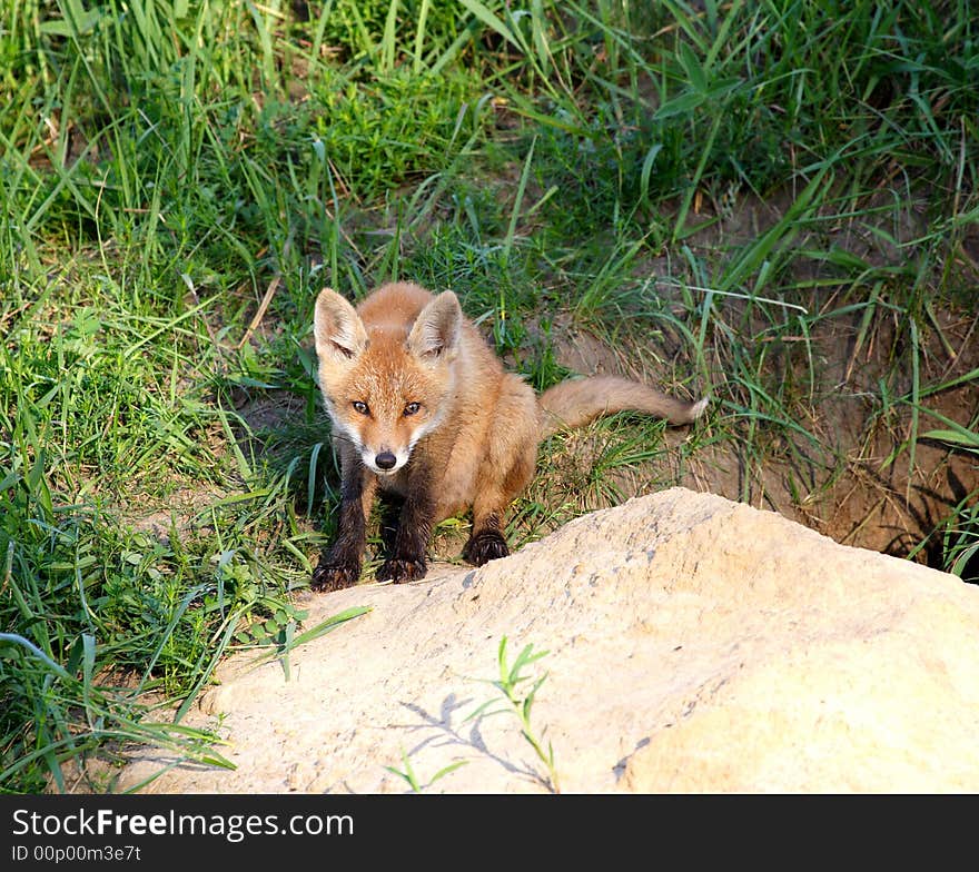 Red Fox ( Vulpes vulpes )