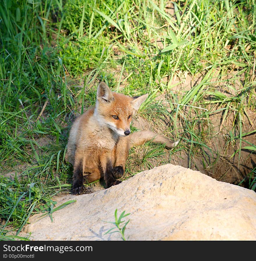 Red Fox ( Vulpes vulpes )