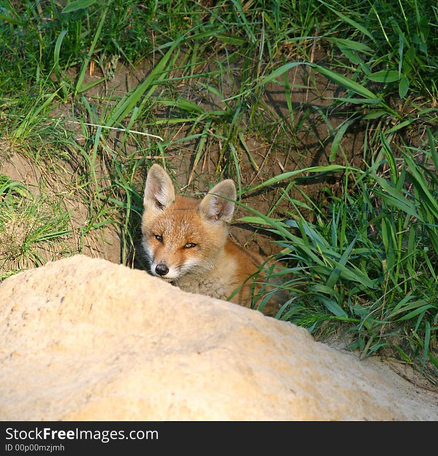 Red Fox ( Vulpes vulpes )