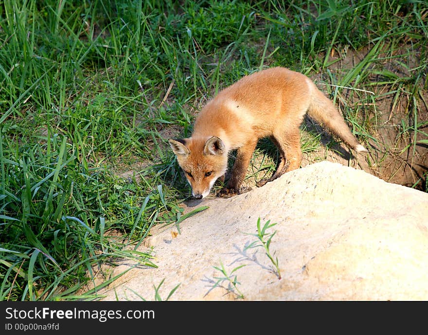 Red Fox ( Vulpes Vulpes )