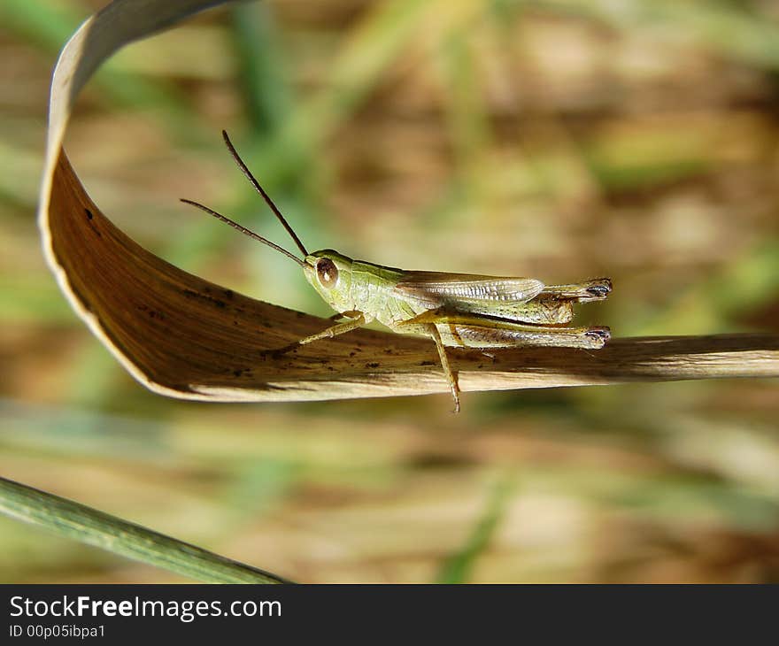 A grasshopper sat in a grass