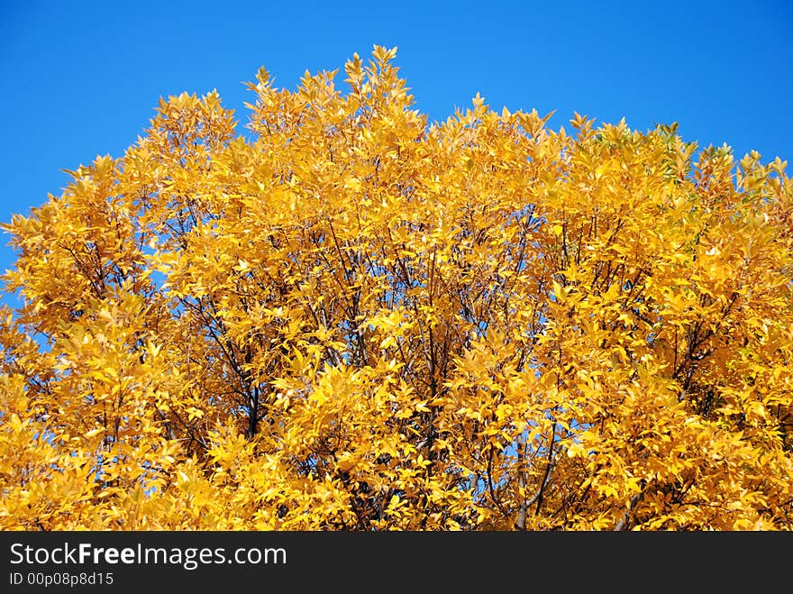 Autumn Tree