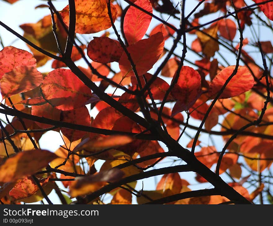 Red autumn leaves against a pale blue sky, taken at at Stourhead, UK. Red autumn leaves against a pale blue sky, taken at at Stourhead, UK