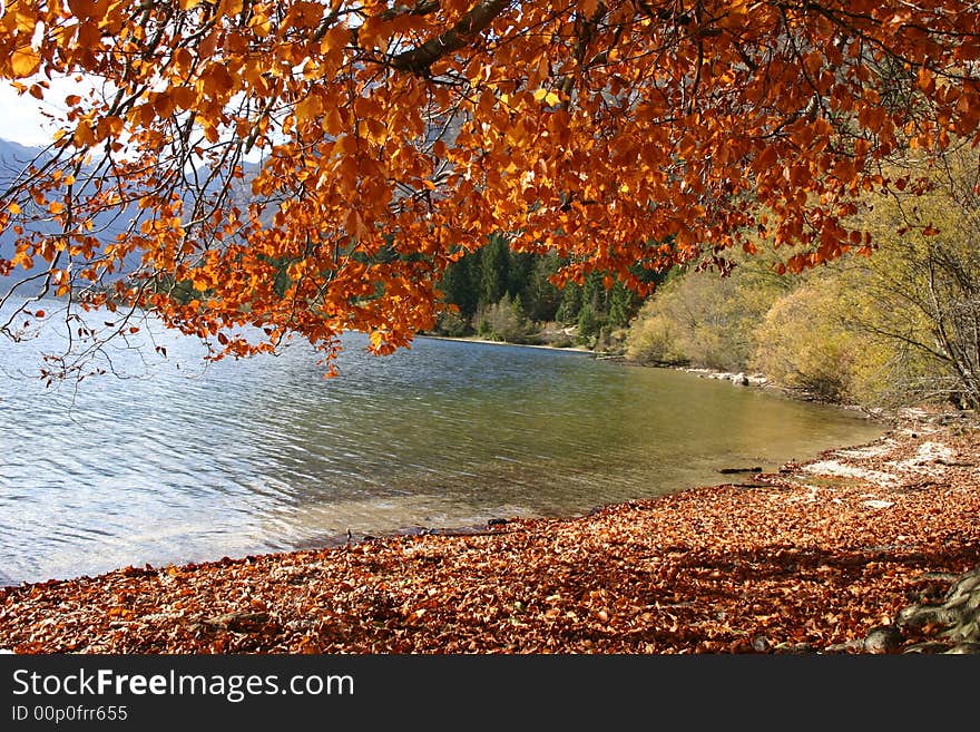 A birch has colored it's leaves to a bright orange. A birch has colored it's leaves to a bright orange