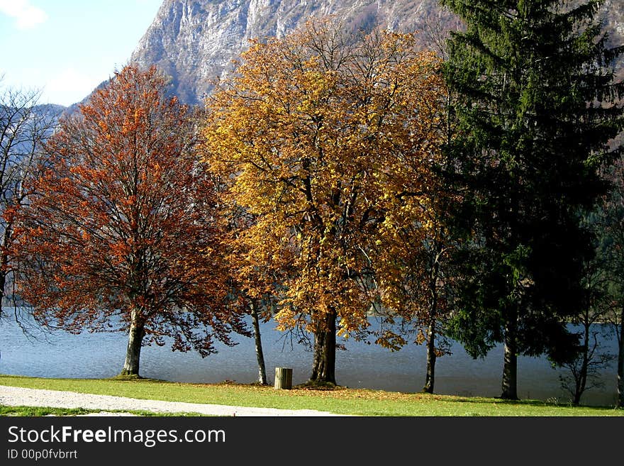 Trees have colored their's leaves to a bright orange and yellow. Trees have colored their's leaves to a bright orange and yellow