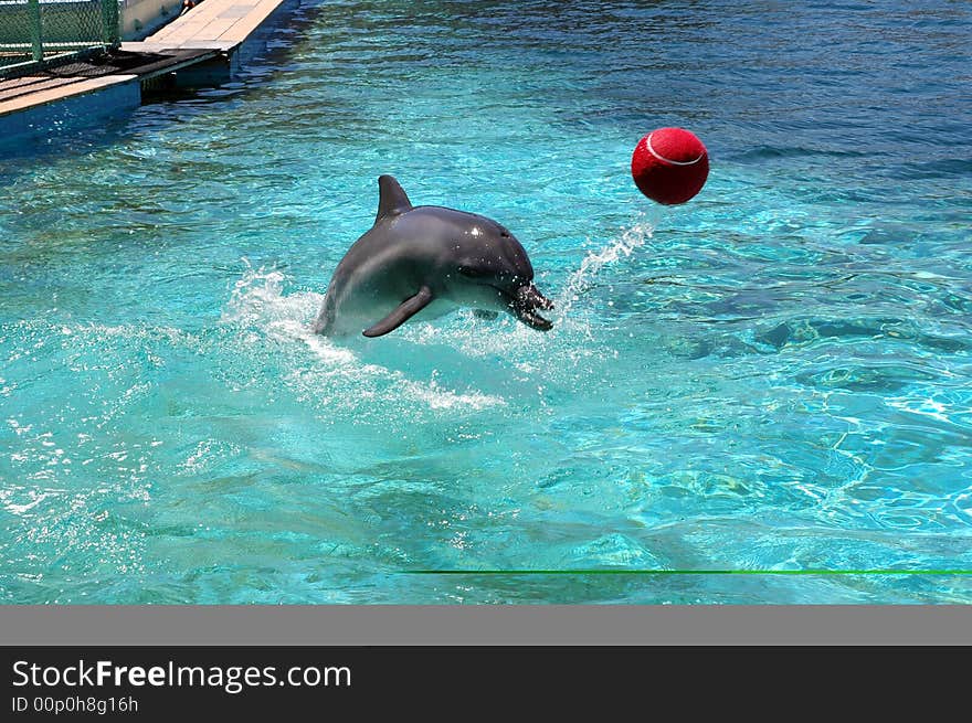 Dolphin