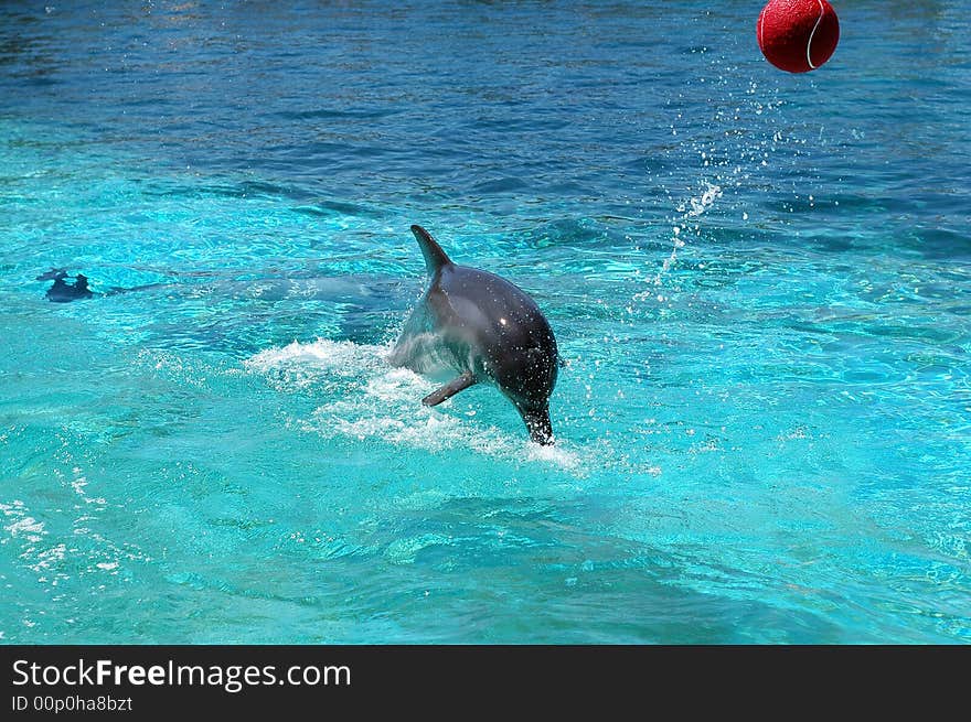 A dolphin playing in the water of a crystal clear pool.  Photographed in South Africa.