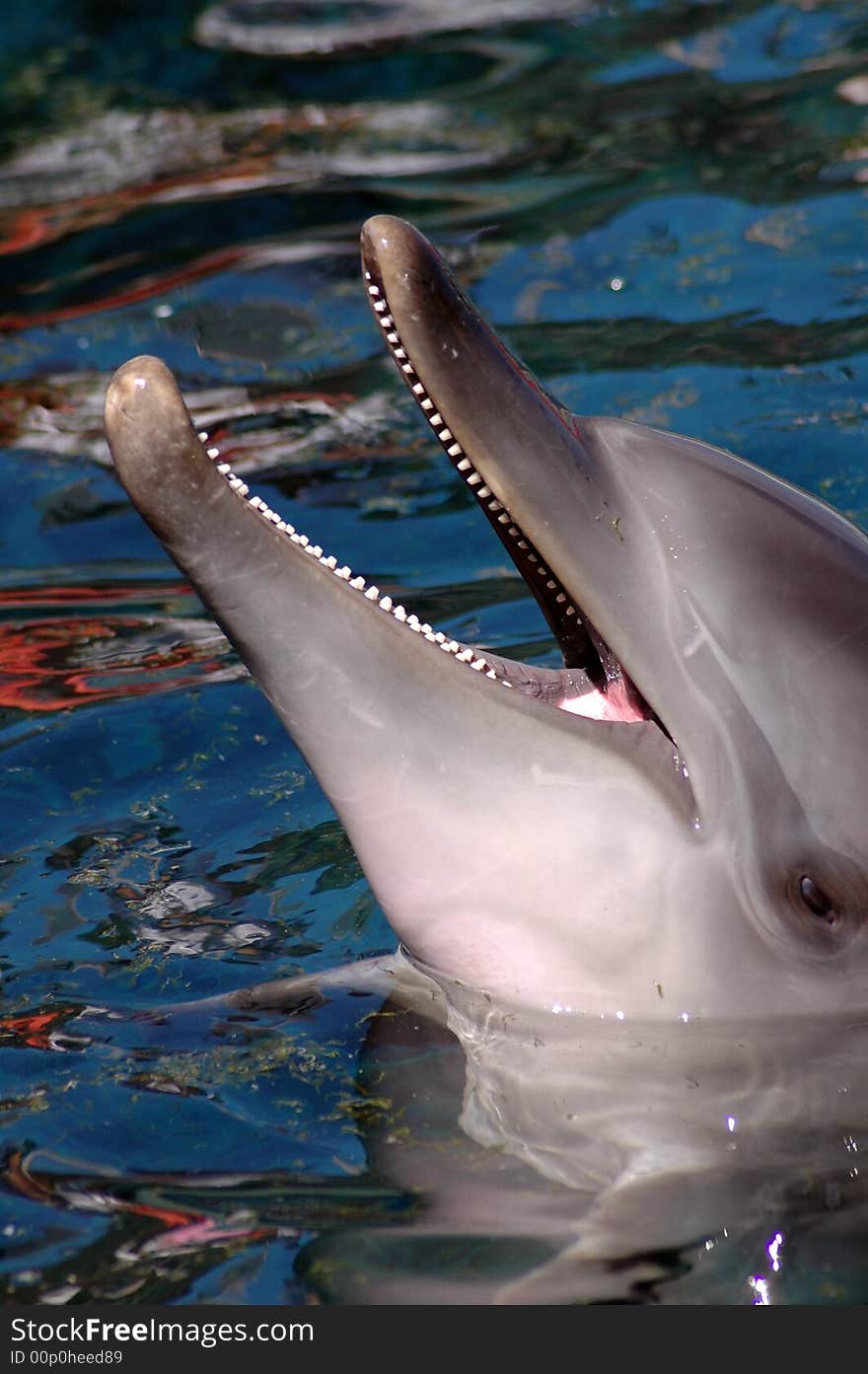 A dolphin playing in the water of a crystal clear pool. Photographed in South Africa.