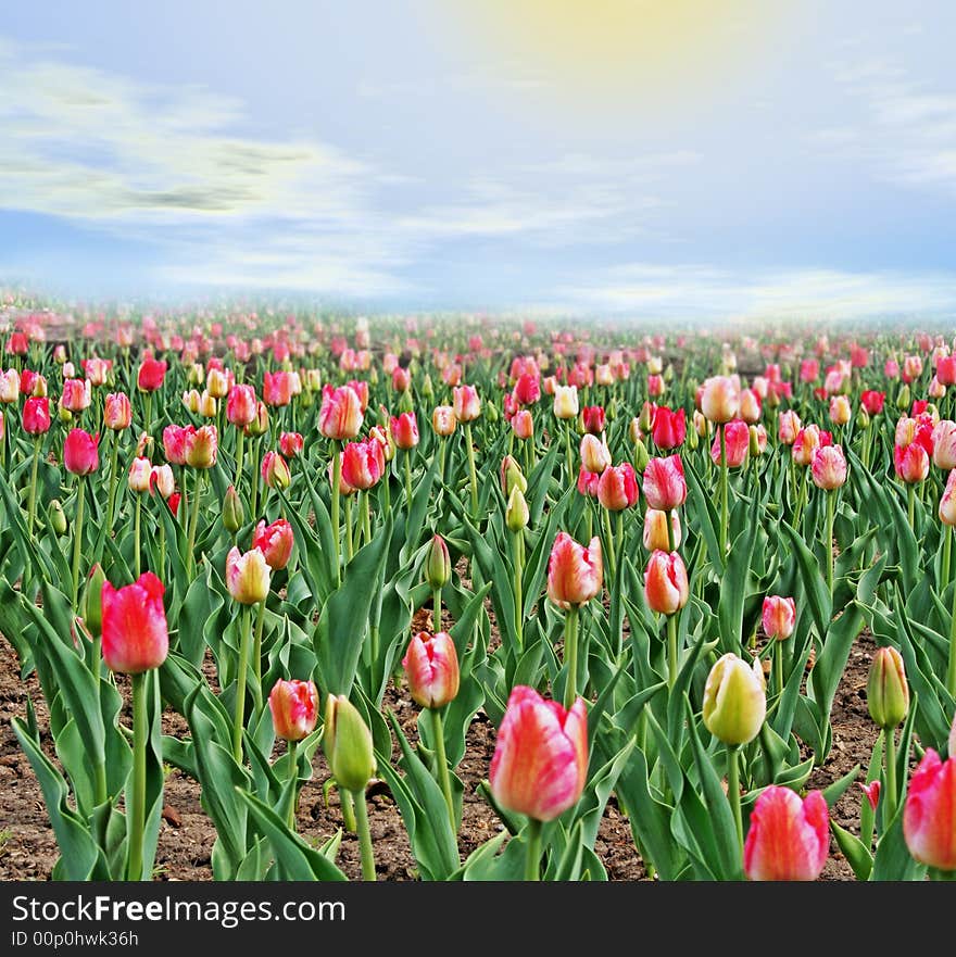 Field of tulips with haze on horizon. Field of tulips with haze on horizon.