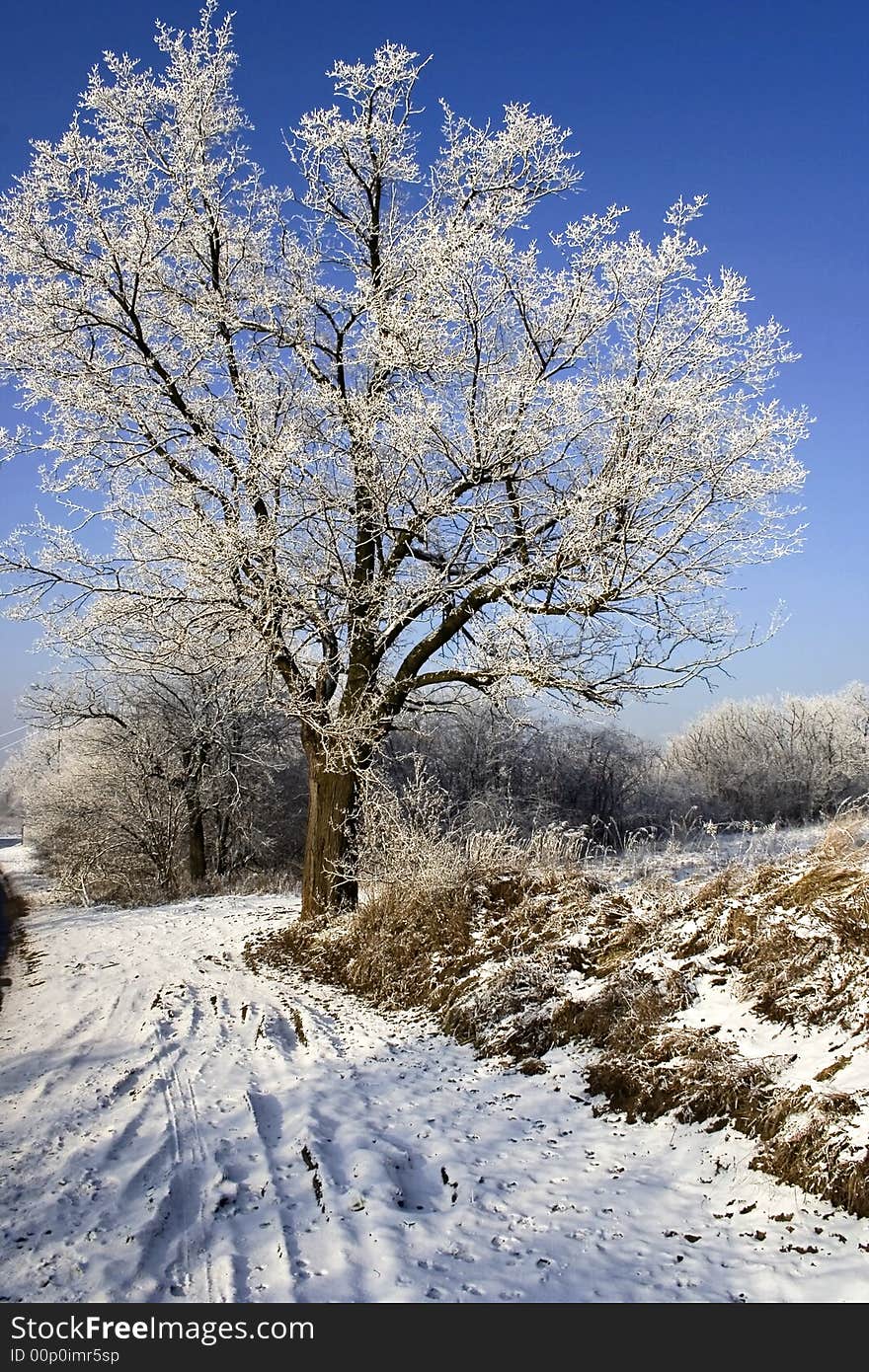 Frosty Scenery