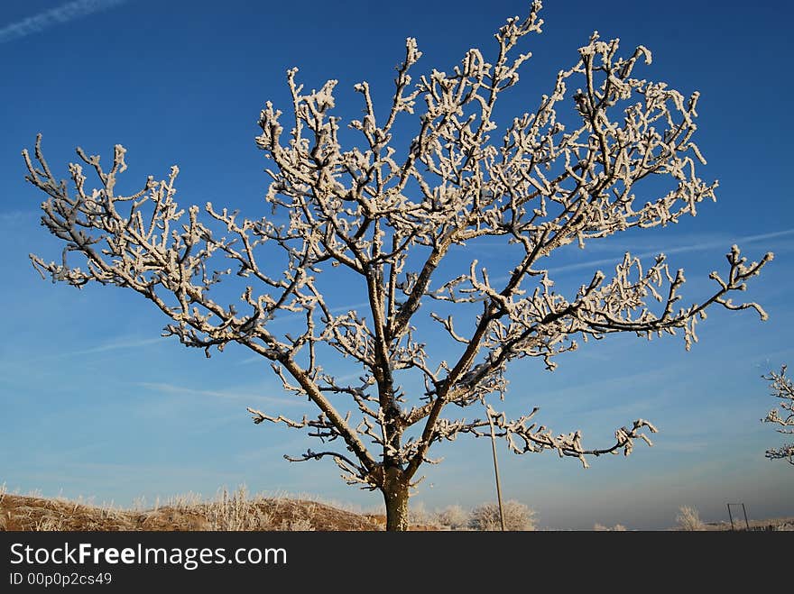 Iced tree with snow situated in Zandvoort, Holland. Iced tree with snow situated in Zandvoort, Holland.