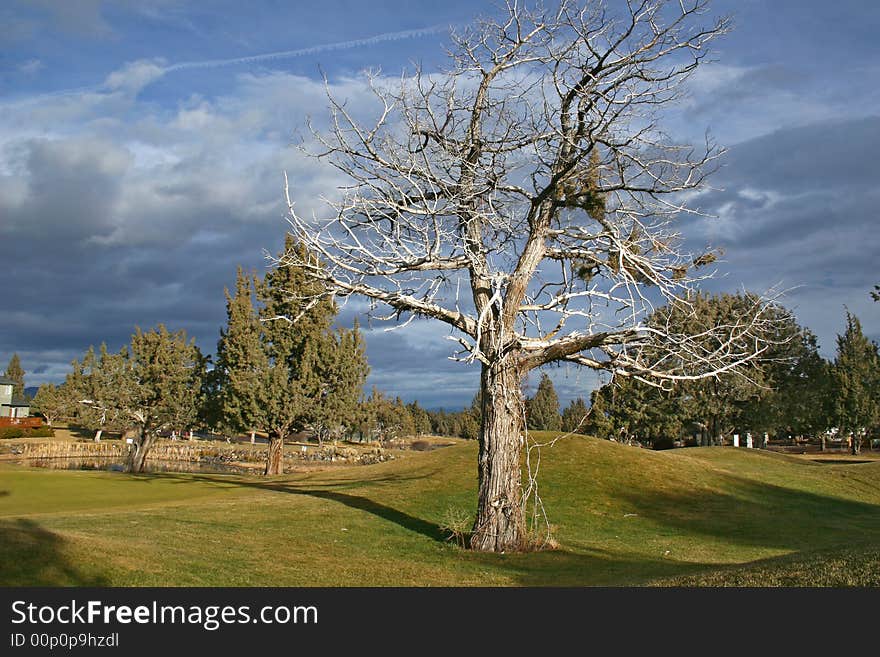 A lone dead tree against the sky. A lone dead tree against the sky