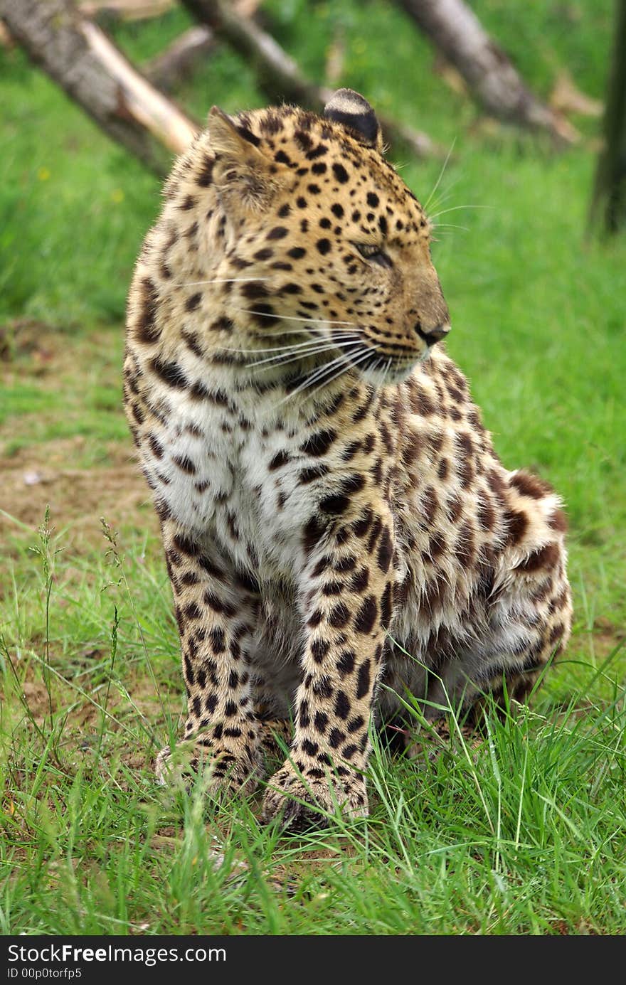 Amur Leopard sitting looking left. Amur Leopard sitting looking left.