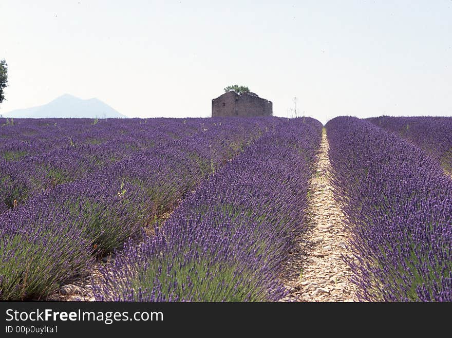 Lavender field with small house in the afternoon, Provence France. Lavender field with small house in the afternoon, Provence France