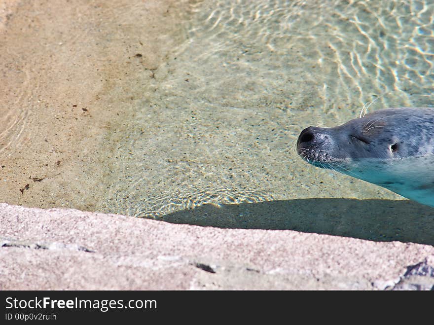 Seal floating near shore