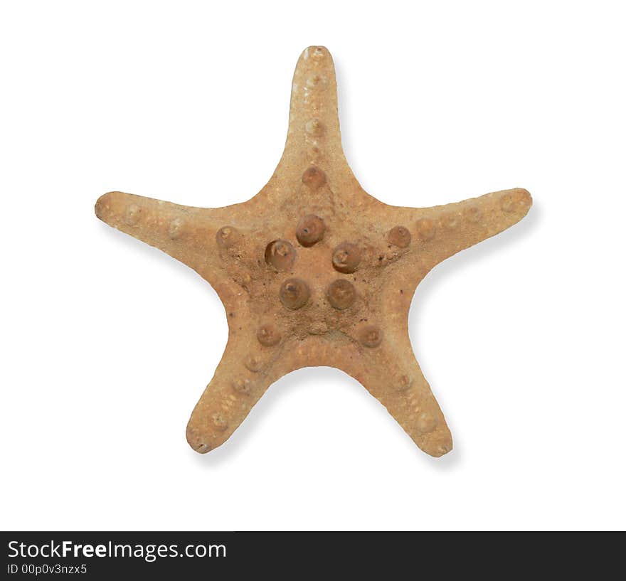 A Single Sea Star Fish Isolated on a white background. A Single Sea Star Fish Isolated on a white background