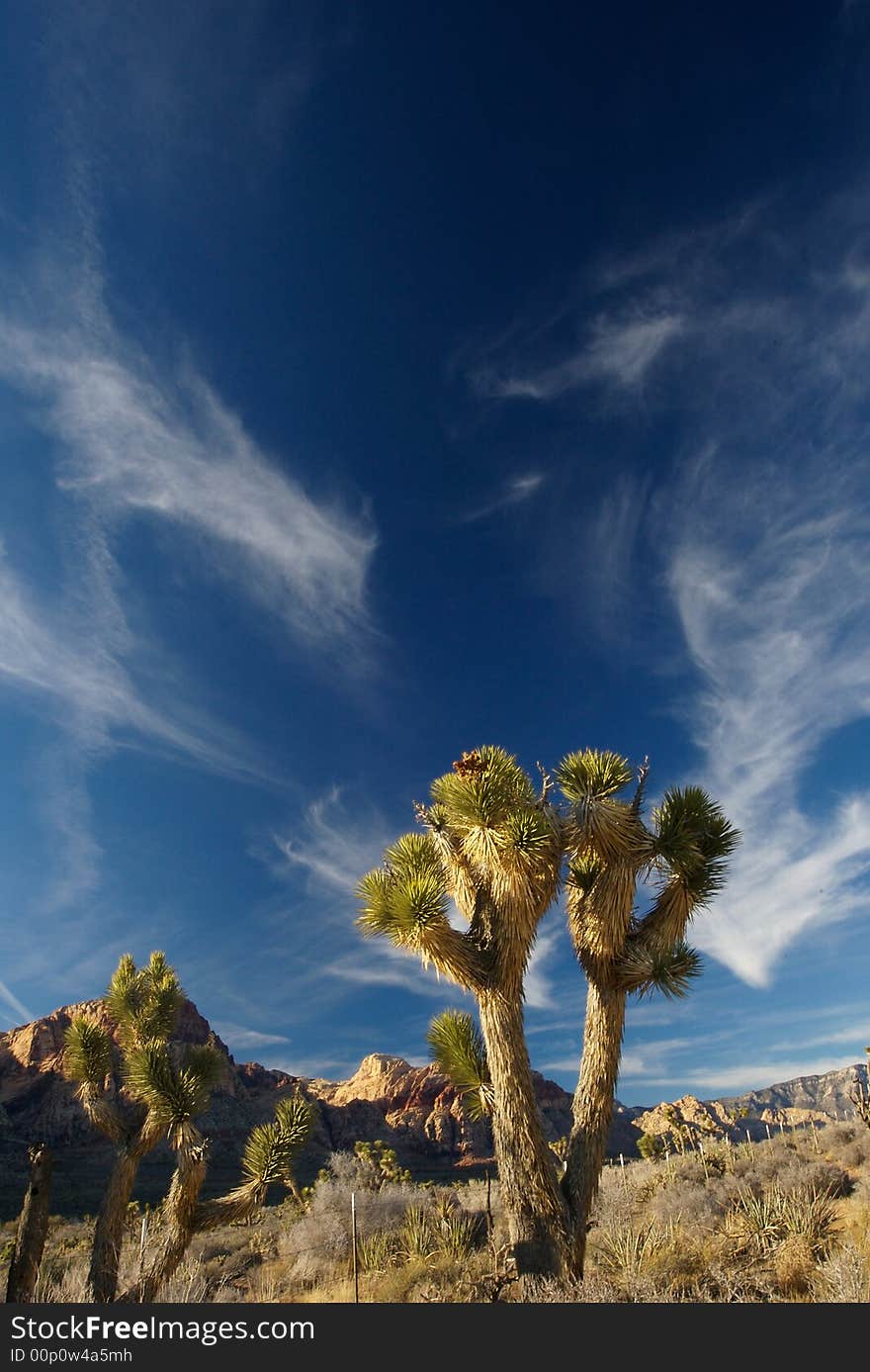 Joshua trees and mountains illuminated by sunset in Red Rock Canyon, Nevada. Joshua trees and mountains illuminated by sunset in Red Rock Canyon, Nevada