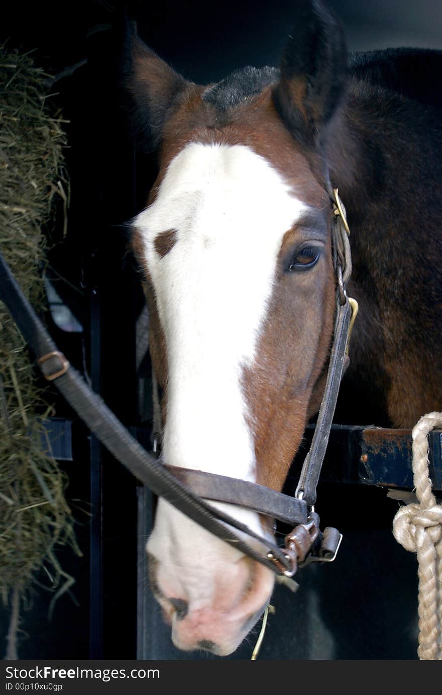 Head of a horse in stall looking at the viewer while eating. Head of a horse in stall looking at the viewer while eating