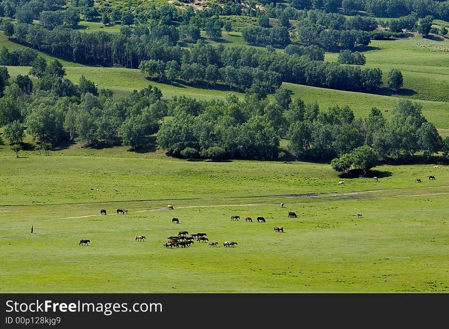 Landscapes of grassland