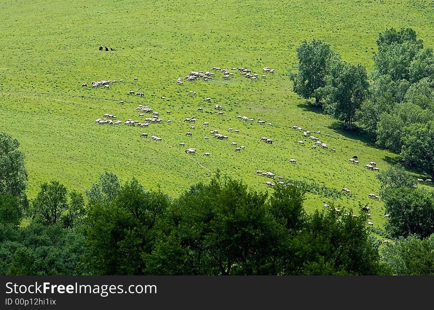 Landscapes of Grassland