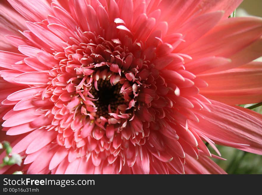 Pink flower in beautiful bouquet