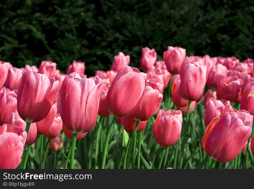 Tulips