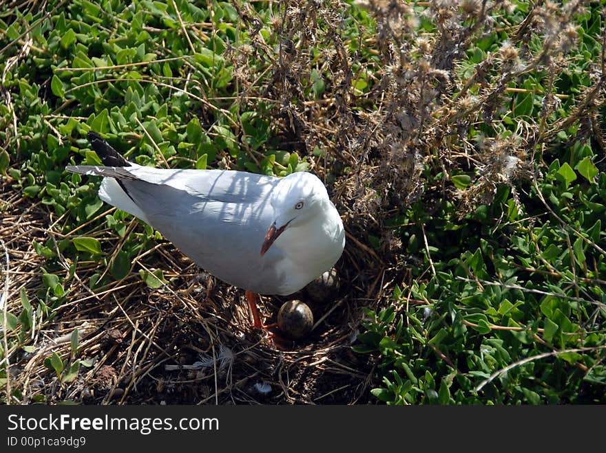 Nesting seagull with three eggs