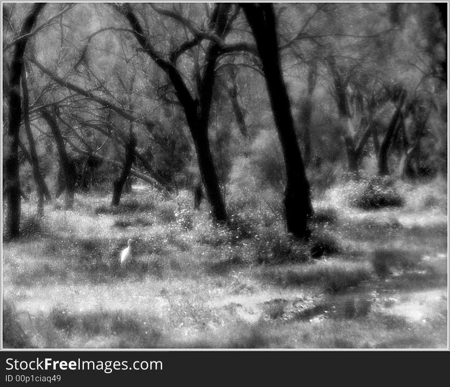 Bird in forest