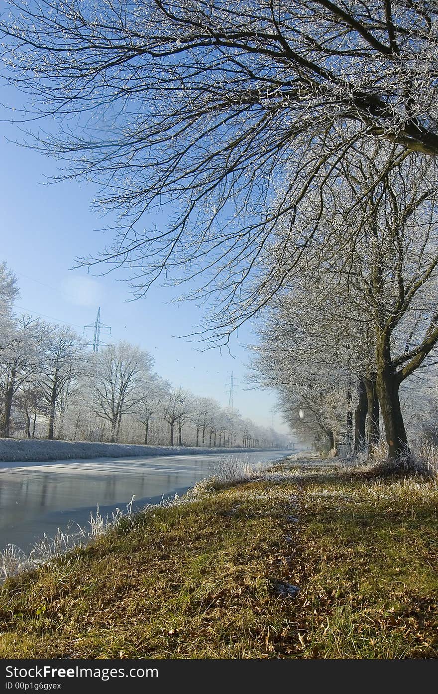 Winter forest