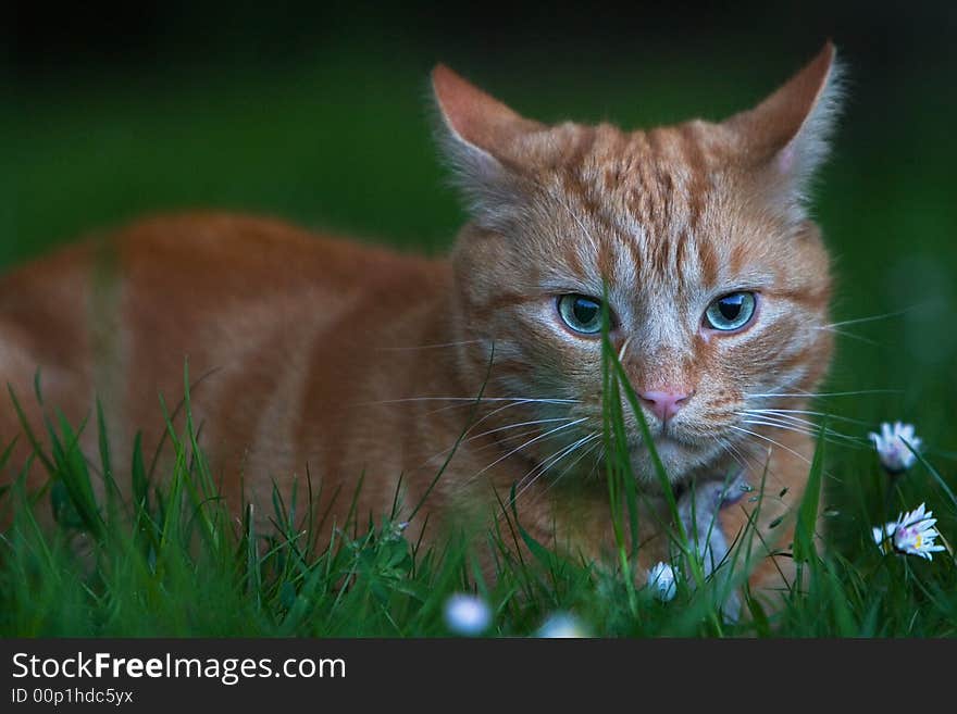 Ginger cat hiding in grass