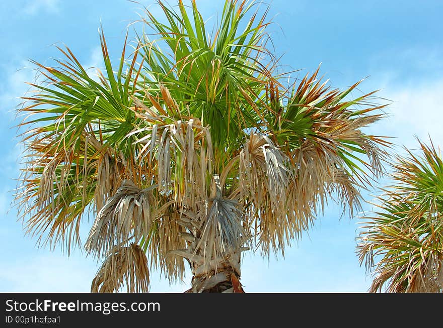 Top of a palmtree with blue sky background, image in made in Florida