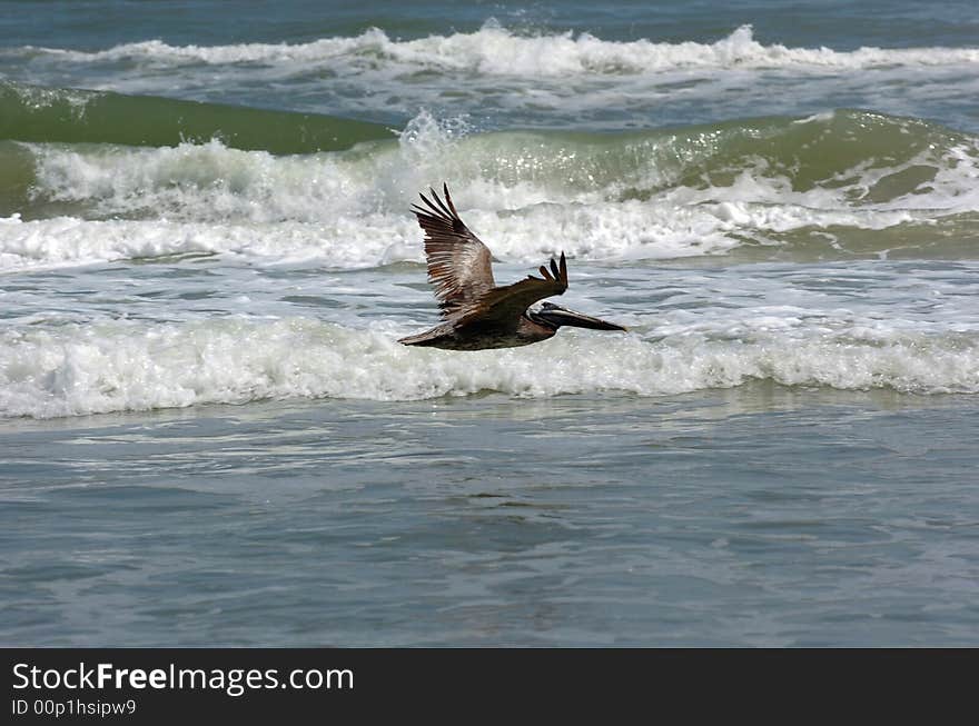 Flying Pelican over water with waves from the ocean as background