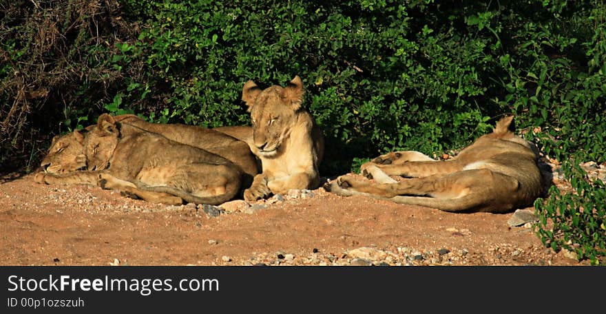 Family of lions sleeping