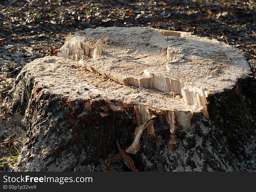 A logs neatly stacked near the forest path. A logs neatly stacked near the forest path