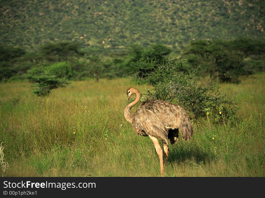 Female Ostrich in Kenya Africa