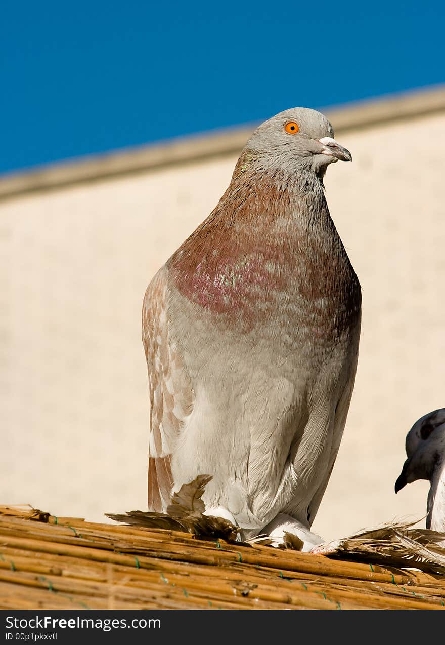 Pigeon on a roof looking for an escape.