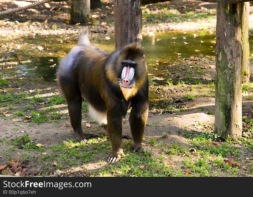 Monkey in the Zoo watching the people