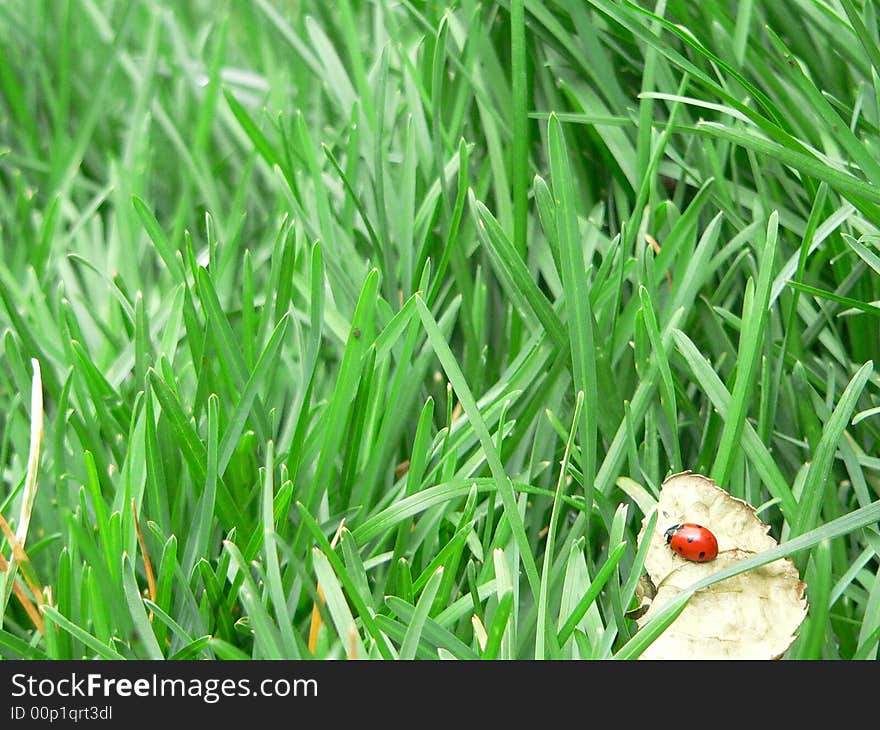 Ladybug resting on leaf in grass. Ladybug resting on leaf in grass