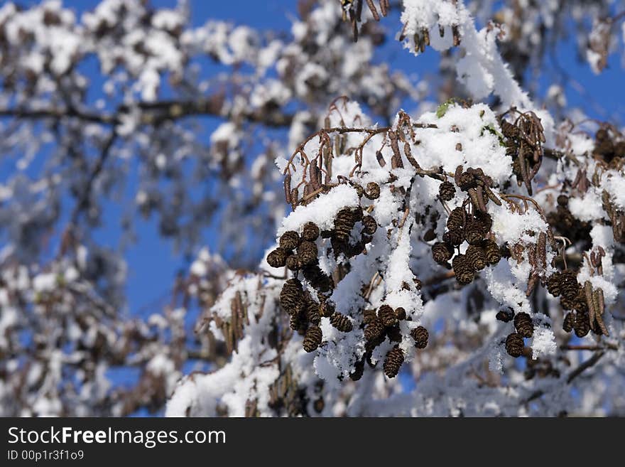 Beautiful tree with snow against a blue sky. Beautiful tree with snow against a blue sky