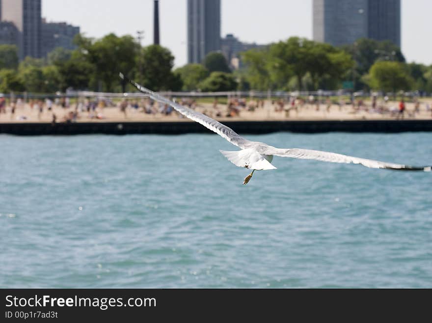 Gull flying close