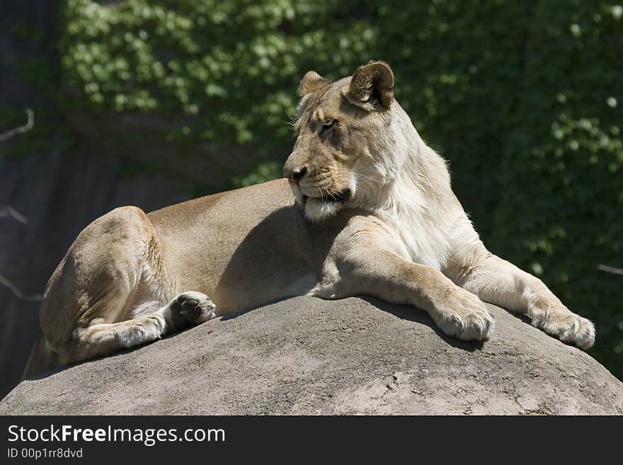 Lioness lying on rock in the sun looking over shoulder. Lioness lying on rock in the sun looking over shoulder