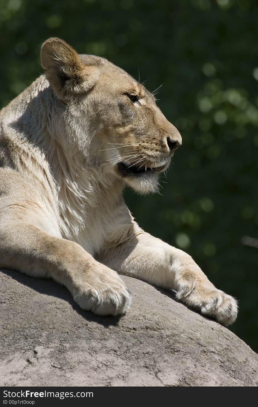 Vertical lioness lying on rock in the sun showing head, chest and paws. Vertical lioness lying on rock in the sun showing head, chest and paws