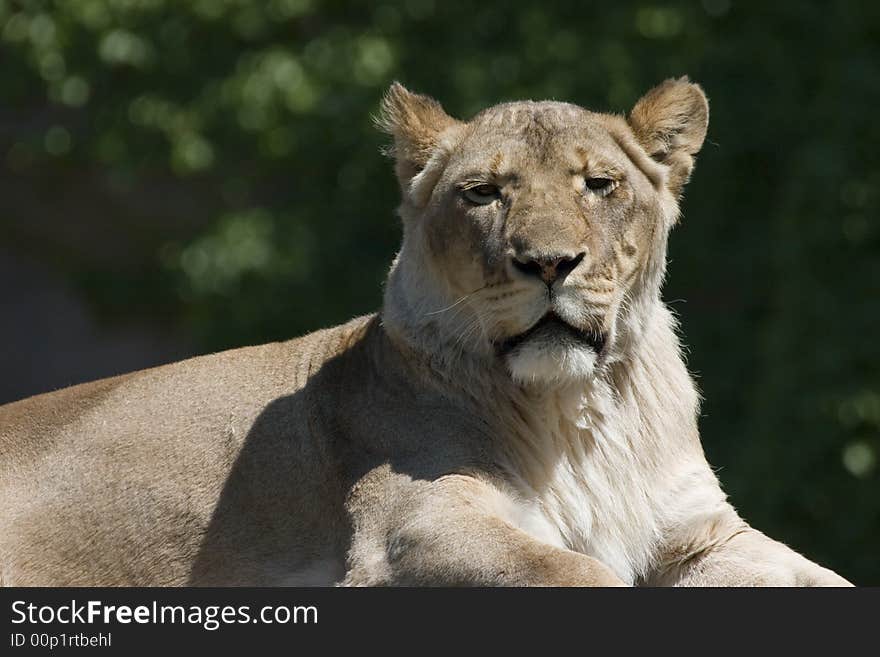 Horizontal portrait of lioness showing head. Horizontal portrait of lioness showing head