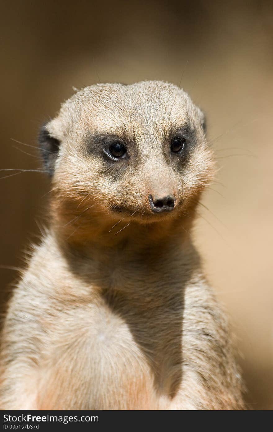 Meercat portrait