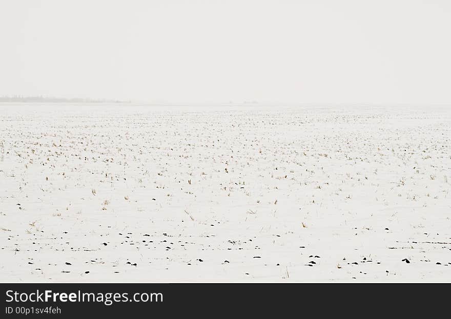 Prairie Winter Farmland